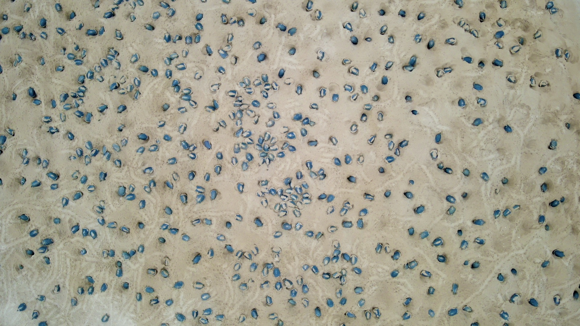 SENZACIJA U DUBINAMA AMAZONA Dronovi otkrili skriveni svet sa 40.000 neobičnih stvorenja