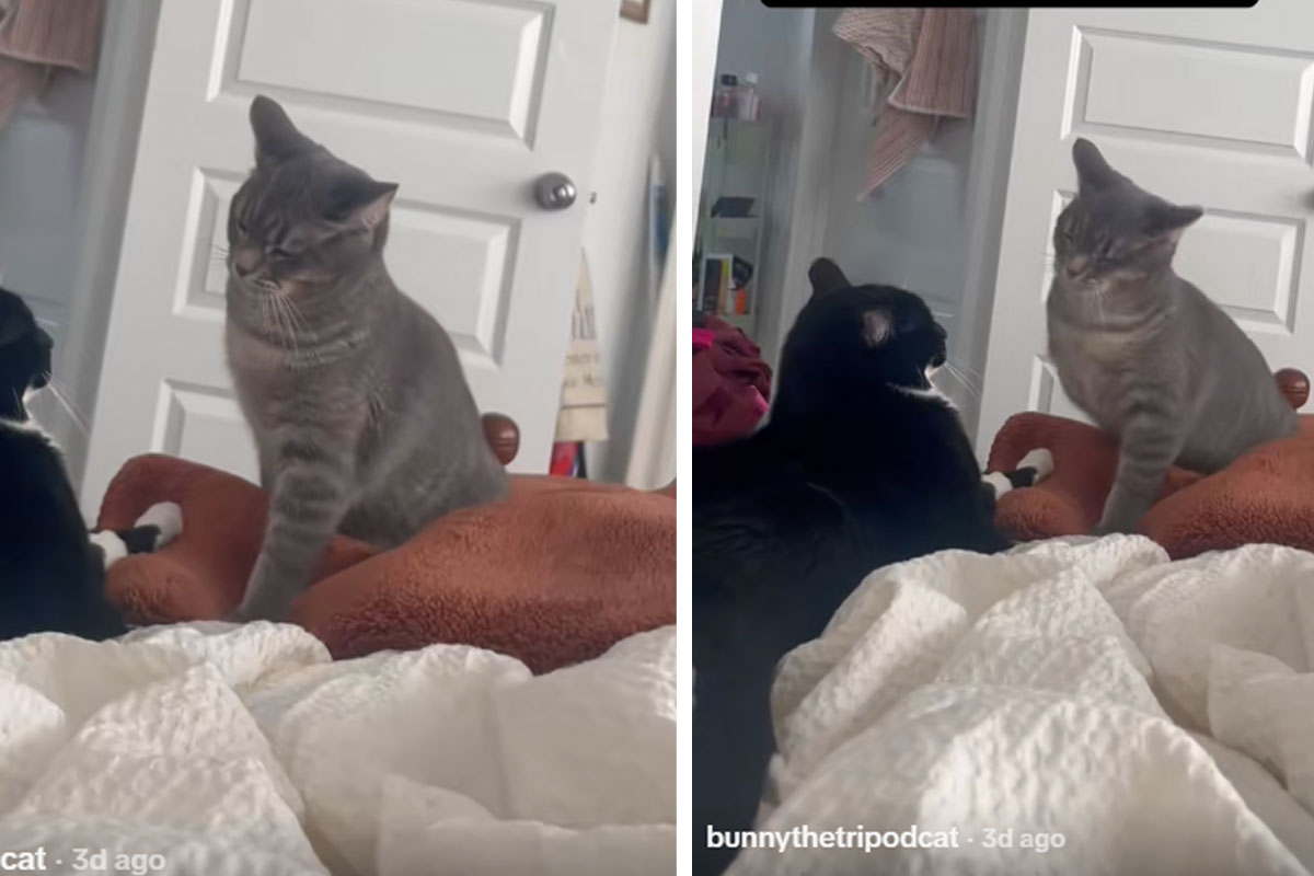 Tronoga mačka UDARA šamare ŠAPOM KOJU NEMA: Mogu li životinje da osete bol u fantomskim udovima