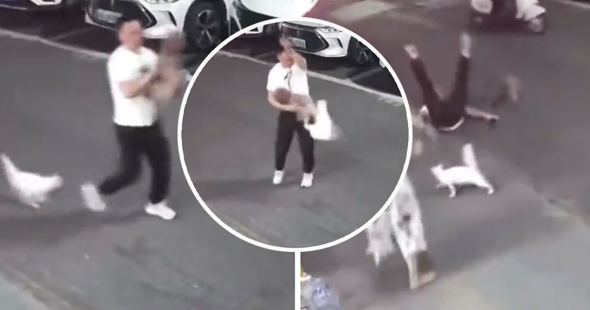 Cat Attacks Man and His Dog: Aggression to the Max! People Watch the Video and Cross Themselves