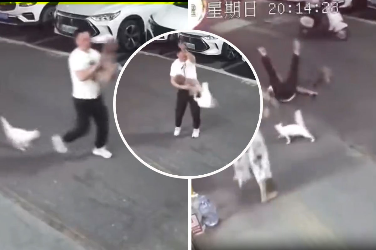 Mačka napala čoveka i njegovog psa: Agresija na maksimum! Ljudi gledaju snimak i krste se