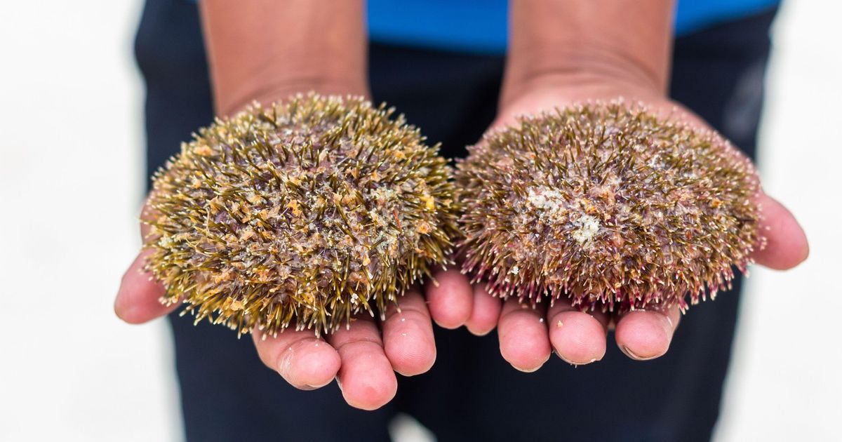 Ribar uhvaćen sa 2.500 morskih ježeva kod Glife, evo kako je kažnjen