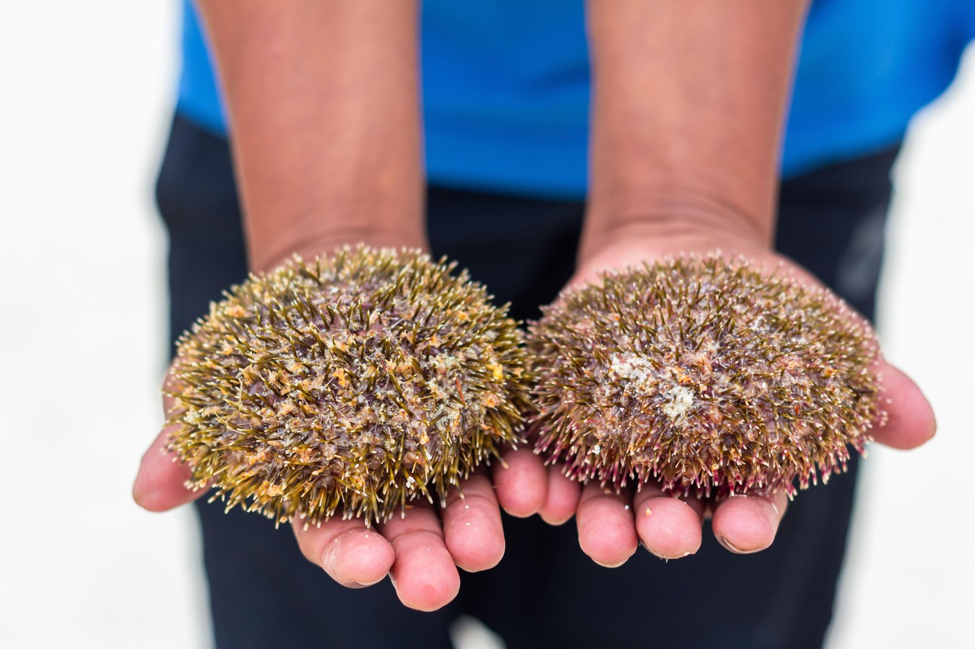 Ribar uhvaćen sa 2.500 morskih ježeva kod Glife, evo kako je kažnjen