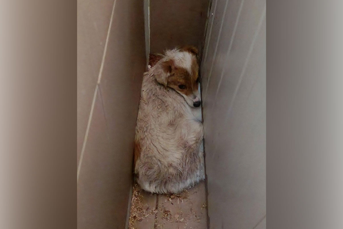 Zaboravljeni Mrvičak iz Kruševca: Ne laje, ne bori se, skriven između kućica, najbolji drug mu je STRAH