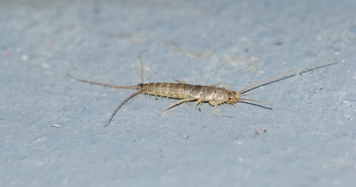 Našla sam je u kupatilu i sledila se: Ovo je razlog zašto vam se pojavljuju srebrne ribice