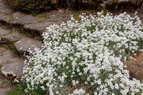 Cerastium tomentosum