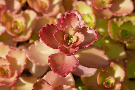 Sedum spurium