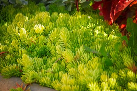 Sedum rupestre 