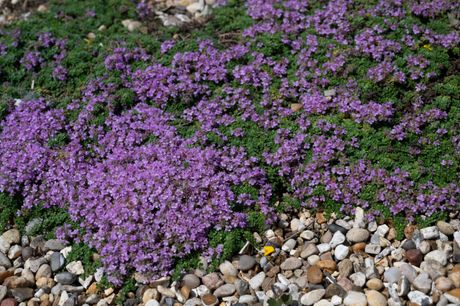 Thymus serpyllum