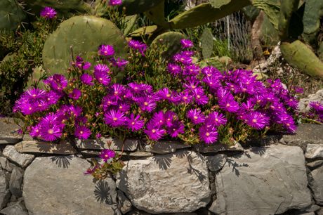 Delosperma cooperi