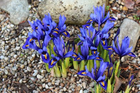 Iris reticulata