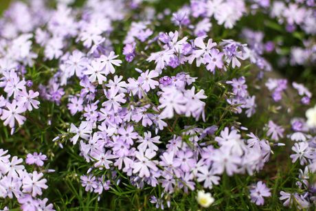 Phlox subulata