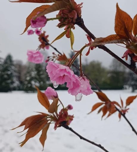 Beograd sneg, vremenska prognoza