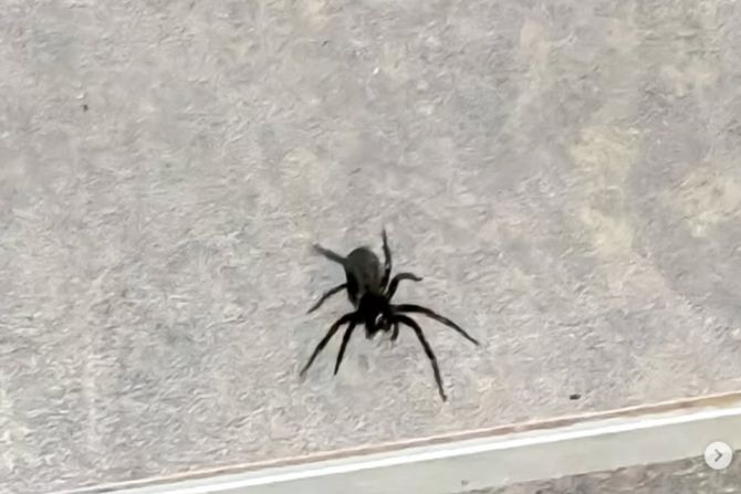 Pauk u Pančevu uplašio građane