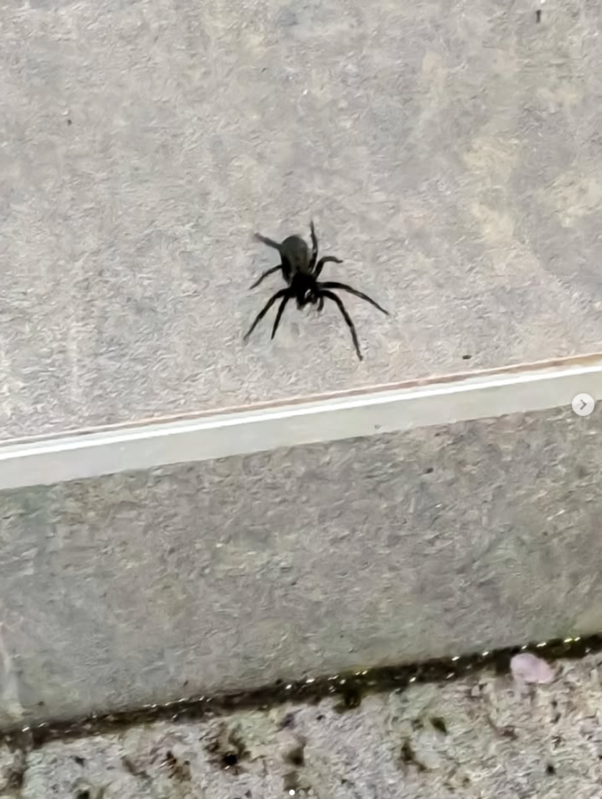 Gugl tvrdi da je bezopasan, ali baš i nije tako! Pančevom prošetao čudni pauk, a evo šta se desi ako vas ujede