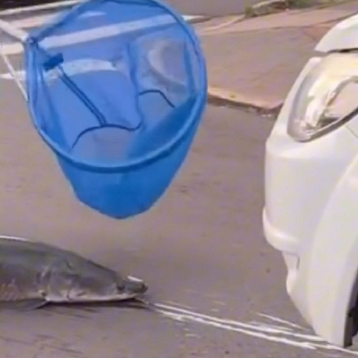 Nesvakidašnja scena: Ogromna riba napravila pometnju na ulicama, zaustavljen saobraćaj