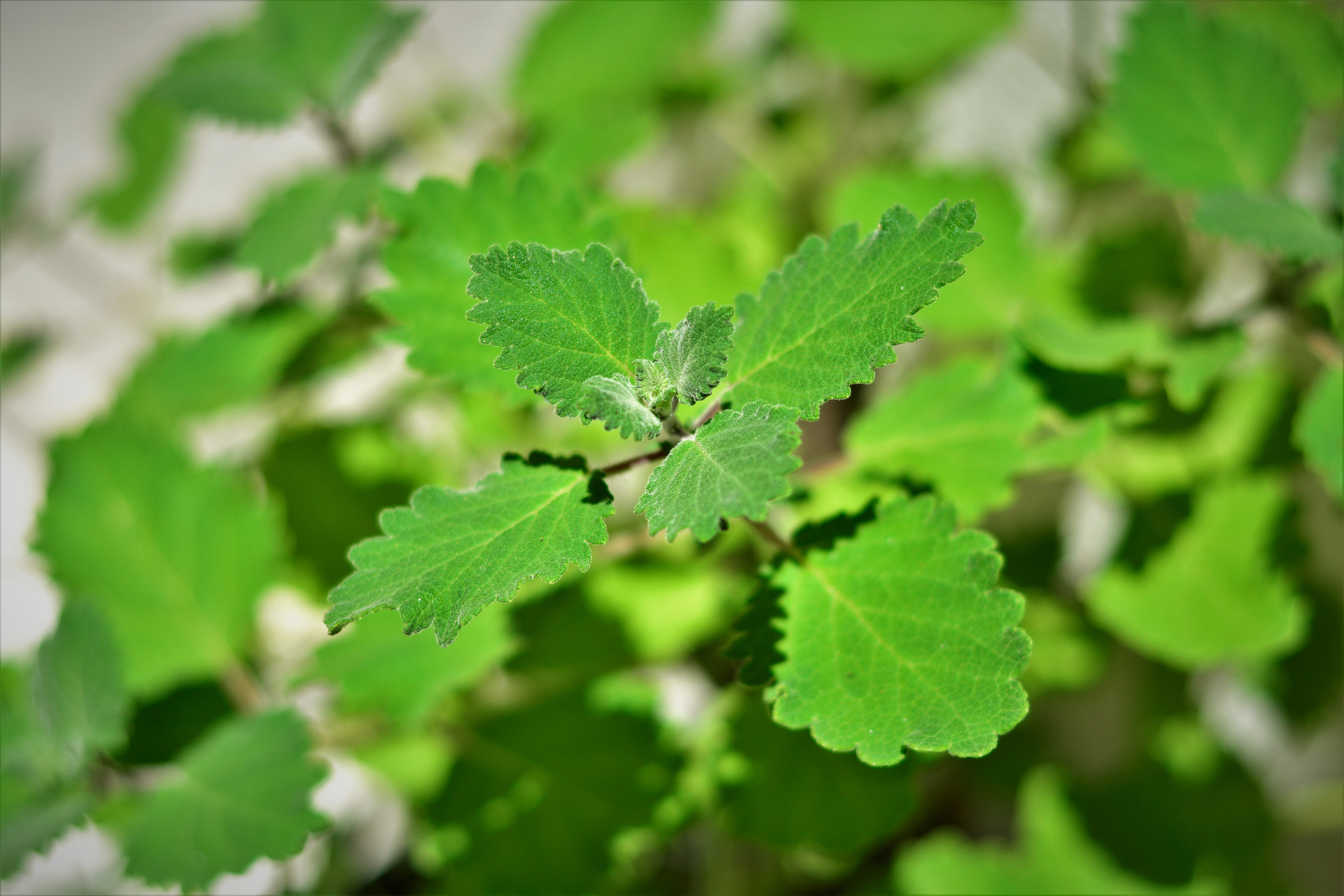 Biljka koja je pratila Hrista, a danas leči telo i smiruje um: Drevni dar iz "Božje apoteke"