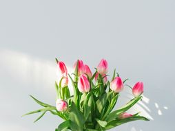tulipani, lale, cveće, cveće u vazi
