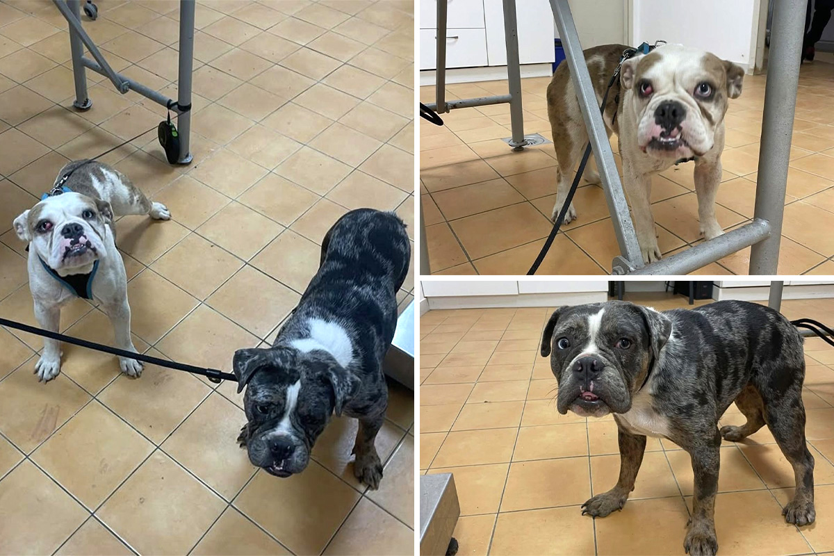 Engleski buldozi izvađeni iz seoskog kanala: Jedan od gladi pojeo ćebe, udomljavaju se samo poznavaocu rase