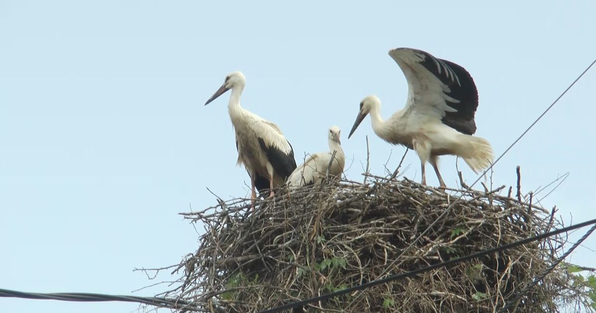 Da li ste znali da rode obožavaju ovo mesto u Srbiji? Ornitolog otkrio razlog: 