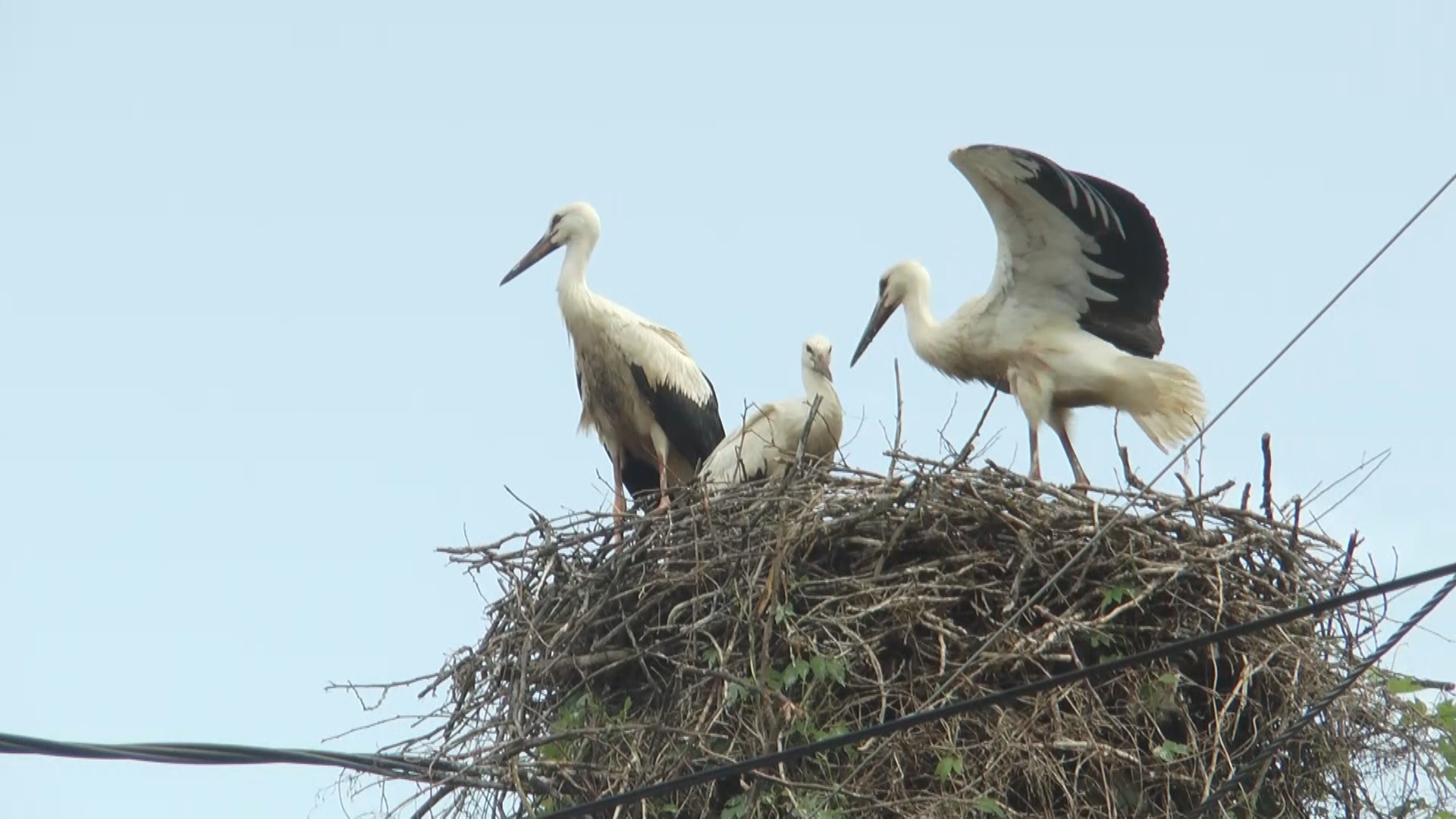 Da li ste znali da rode obožavaju ovo mesto u Srbiji? Ornitolog otkrio razlog: "Tu ima i..."