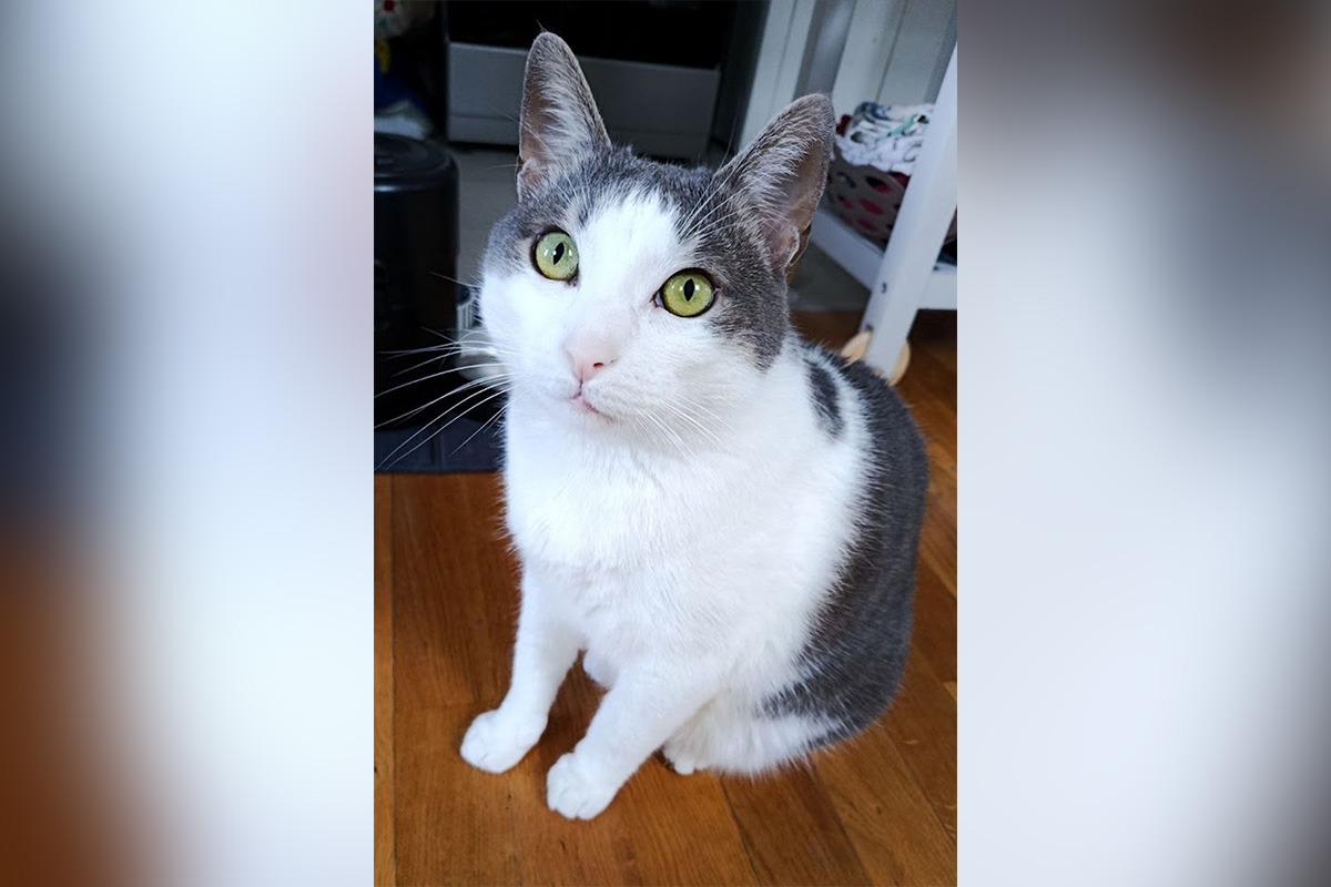 Četvorogodišnji Cicko, sterilisan i čipovan mačak iz Beograda, hitno traži novi dom zbog alergije u porodici