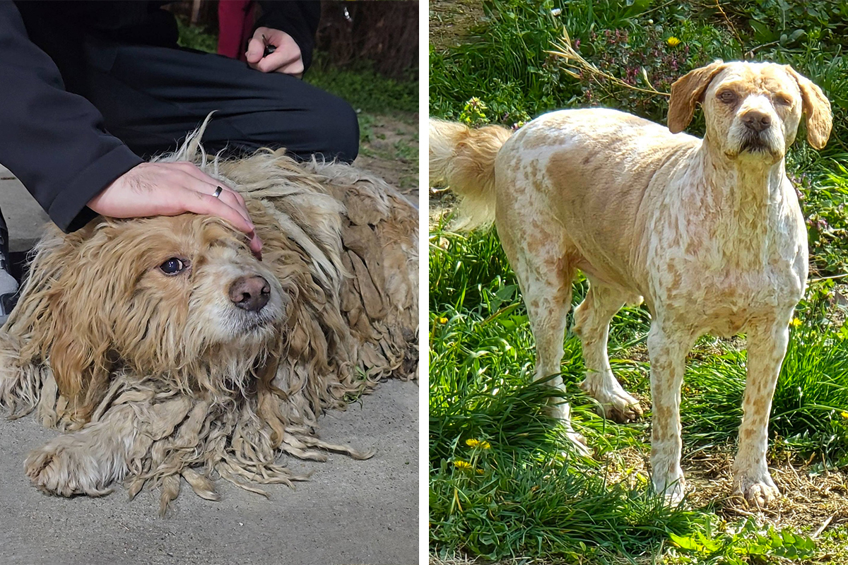 Čupa iz Novog Sada je napušten, izlečen i kastriran, ali mu preti ulica: Da li ste vi budući vlasnik ovog psa?