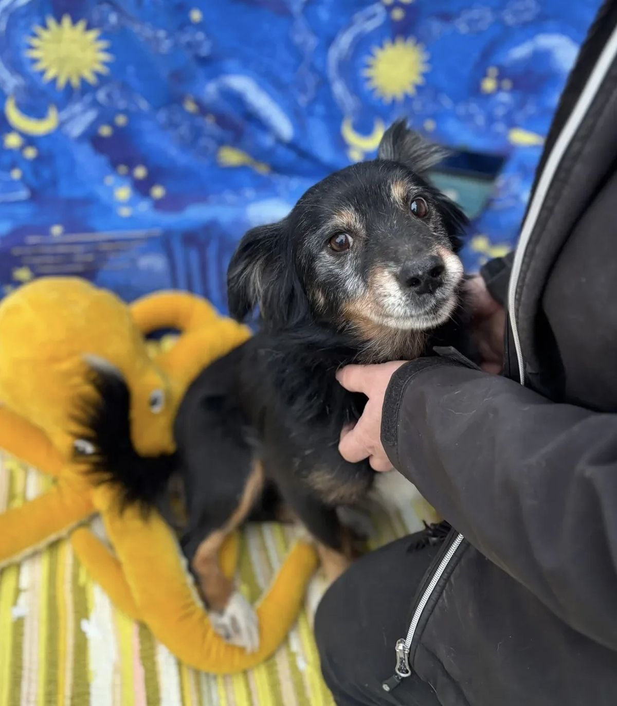 Spasen sa ulice, još malo pa izlečen od srčanog crva: Stari Miško sanja o domu daleko od buke pansiona
