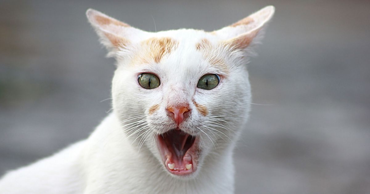 Nesvakidašnja intervencija vatrogasaca, pogledajte gde je mačka zapela: 