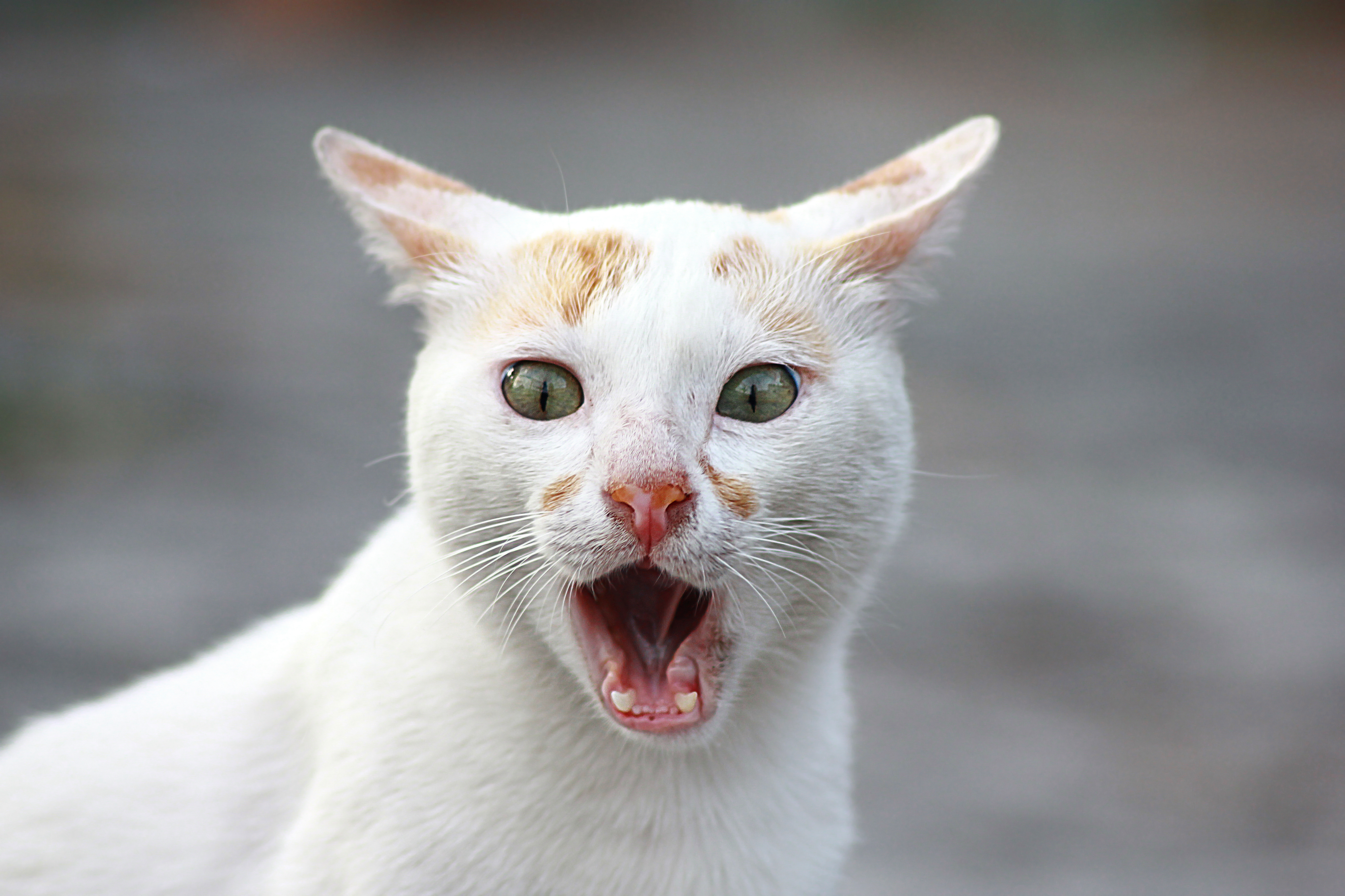 Veterinar upozorio vlasnike: Ako vaša MAČKA ispusti ovaj ZVUK, odmah pozovite veterinara!