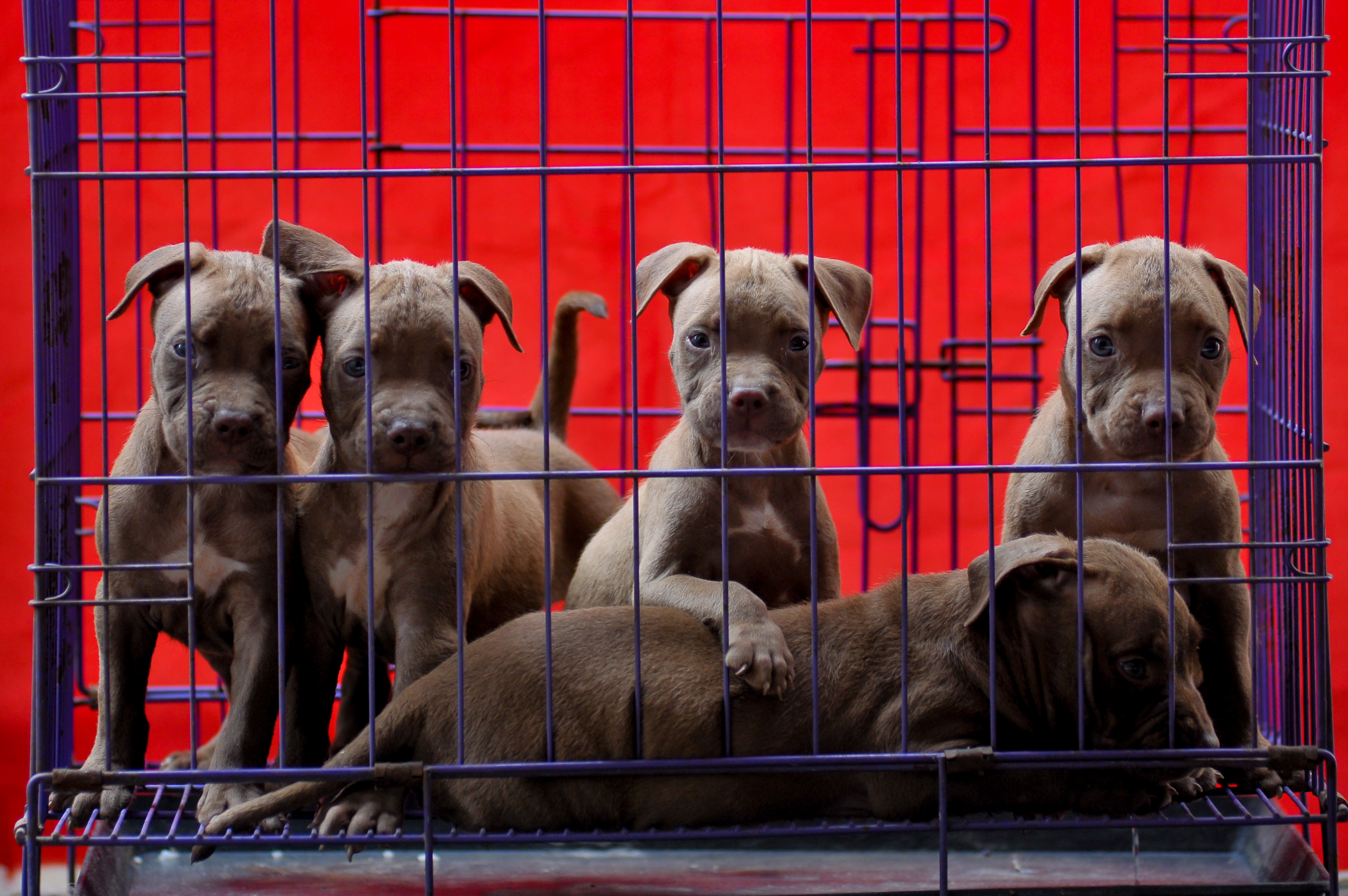 Da li će zabrana prodaje pasa i mačaka u pet šopovima dovesti do nove eksplozije CRNOG TRŽIŠTA ljubimaca