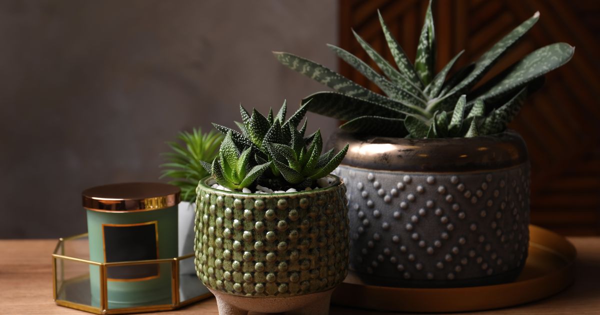 Idealna za zaboravne: Ova biljka ne traži skoro ništa, a krasiće vaš dom godinama