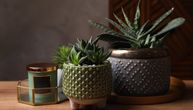 Idealna za zaboravne: Ova biljka ne traži skoro ništa, a krasiće vaš dom godinama
