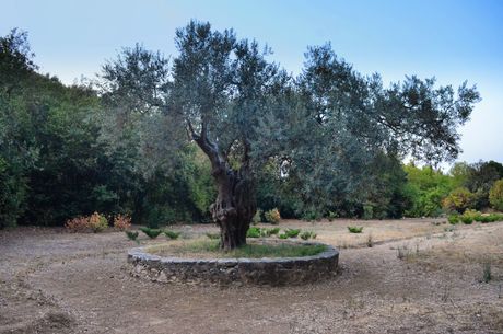 Hilandar, Sveta Gora