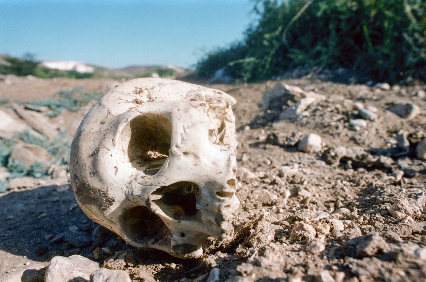 HOROR U PARKU Tragali za uskršnjim jajima, pronašli ljudsku lobanju!