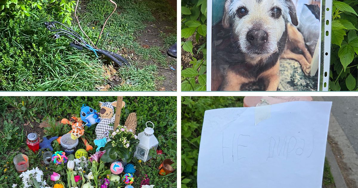 Cveće i poruke za kucu Džekija: Dotakao gole žice pored dečjeg igrališta na Novom Beogradu i stradao!