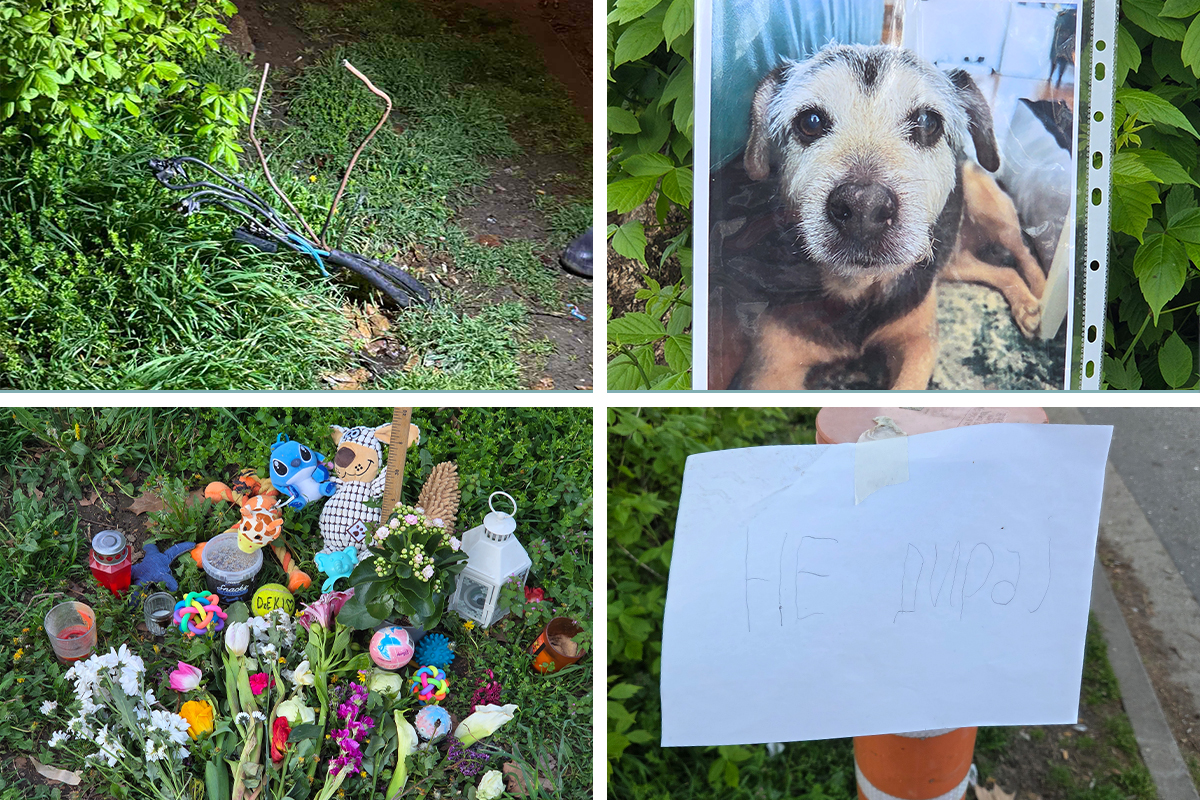 Cveće i poruke za kucu Džekija: Dotakao gole žice pored dečjeg igrališta na Novom Beogradu i stradao!