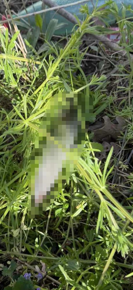 Obrenovac pokusaj ubistva, Nadjeno oruzje