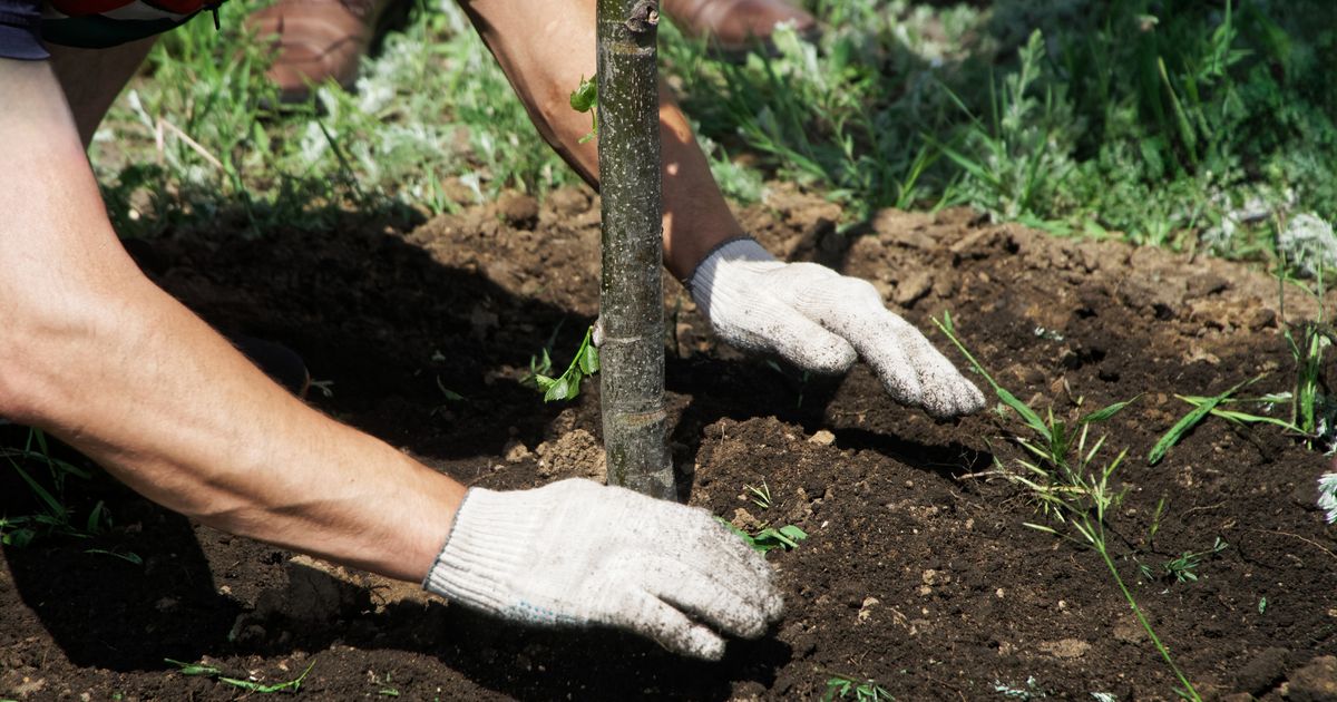 Nikola iz Leskovca sam pokrenuo ozelenjavanje grada: Zasadio 51 stablo, njegova misija je neverovatna
