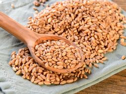 spelta, žitarica, žitarice, gluten, biljka