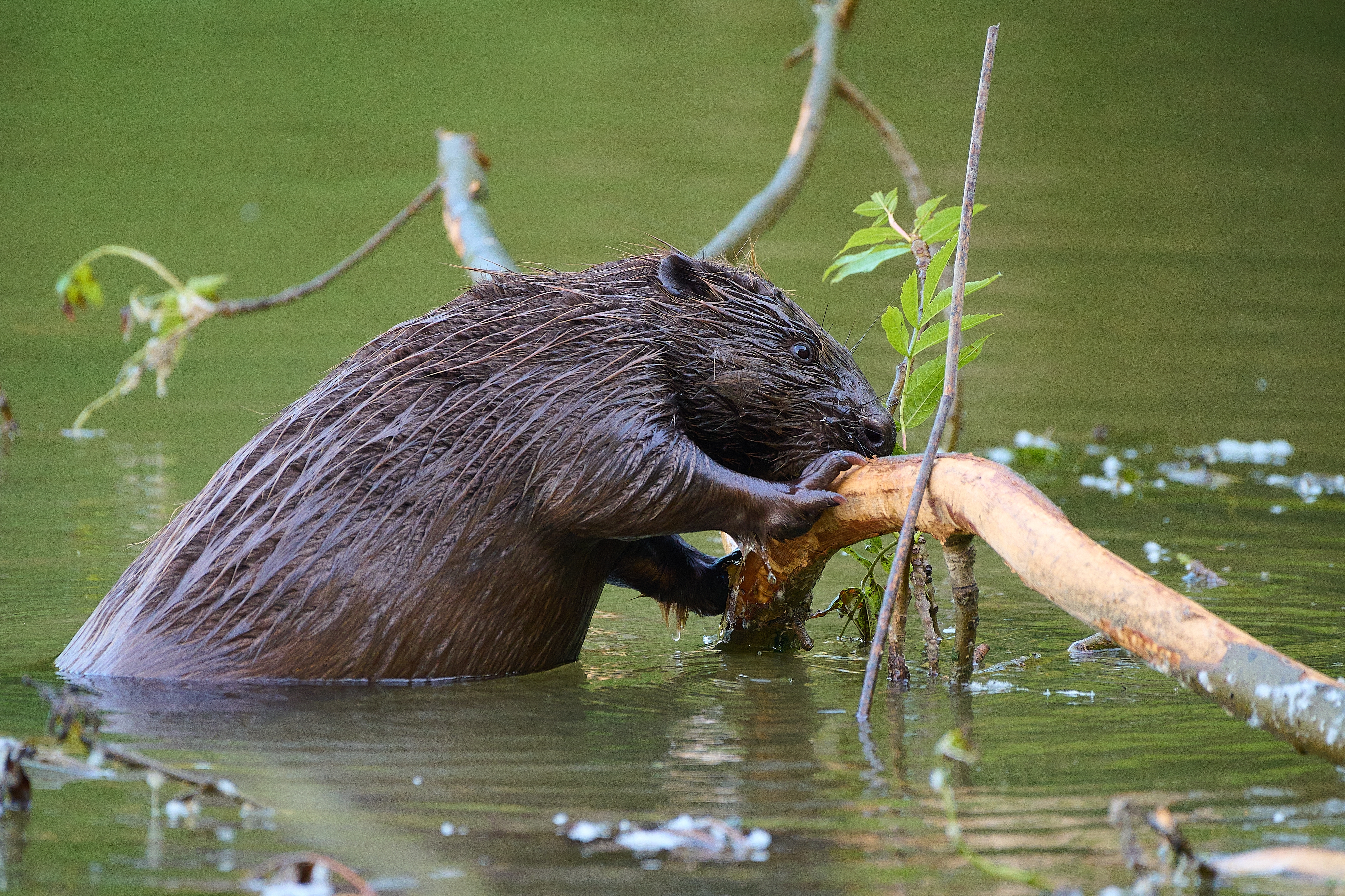 On u zubima drži veliki komad budućnosti cele naše planete, a umire najčešće od onoga što najviše voli