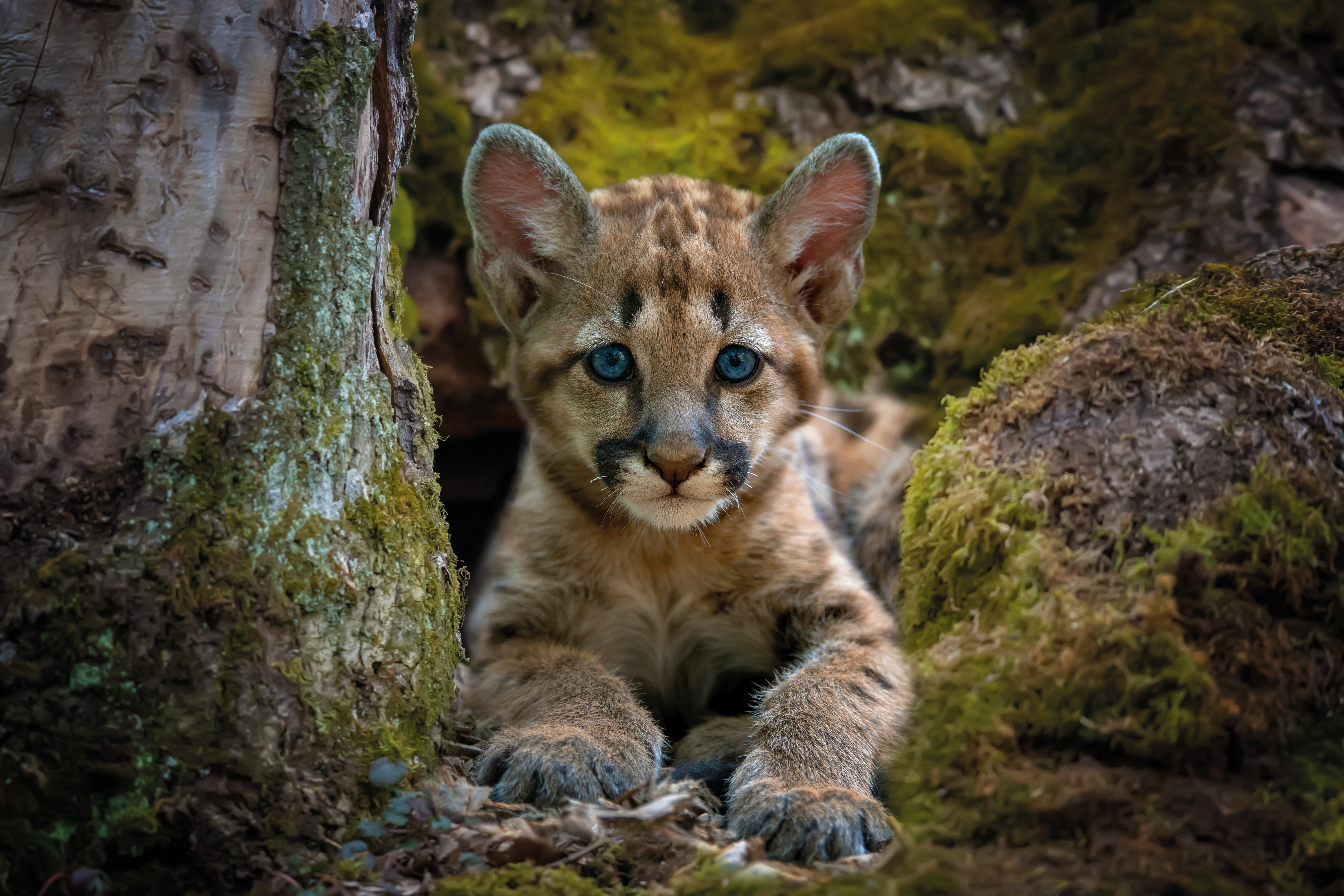 Napušteno mladunče pume nađeno u Kaliforniji: Na jednoj šapi NEMA PRSTE, hrane ga na svaka tri sata
