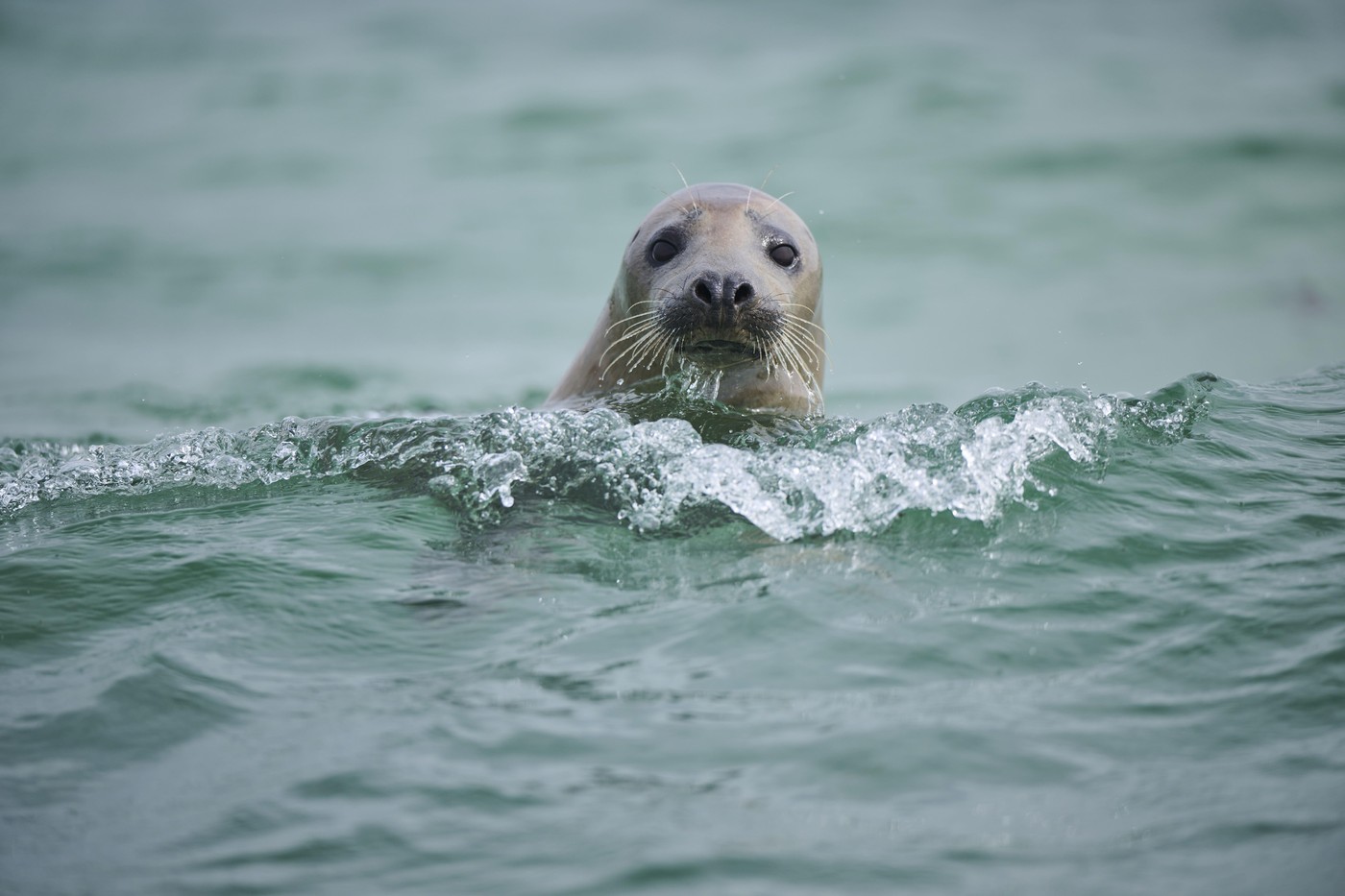 Krvožedne foke sve češće napadaju delfine, snimci su jezivi: Stručnjaci strahuju i za bezbednost ljudi