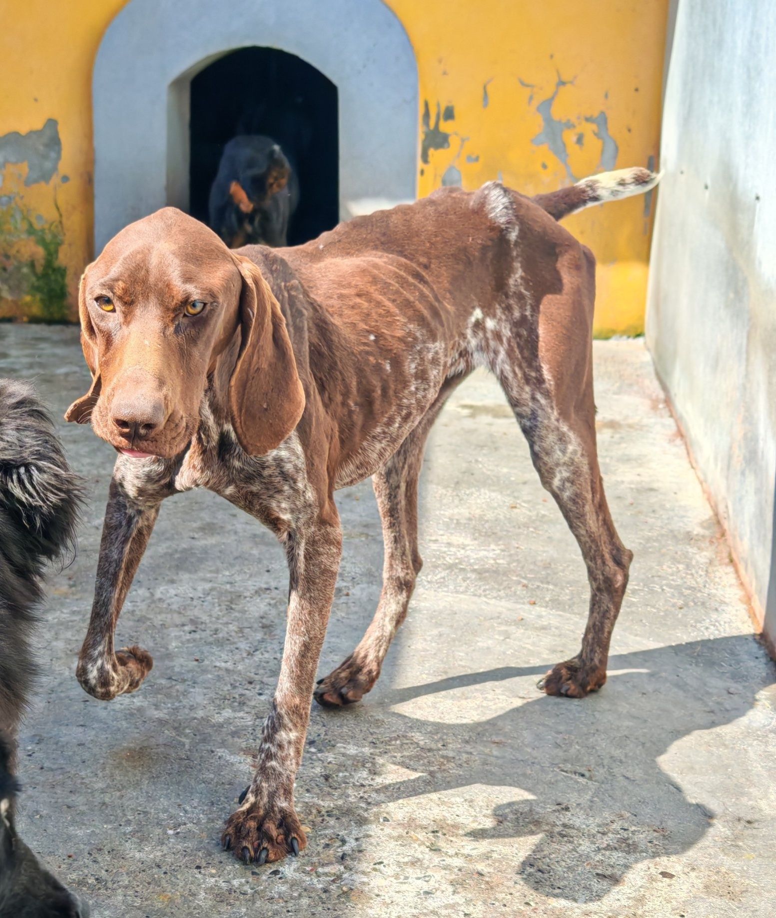 Una ostavljena u azilu, ne zna u čemu je pogrešila: Zašto mnogi lovački psi često završe iza rešetaka