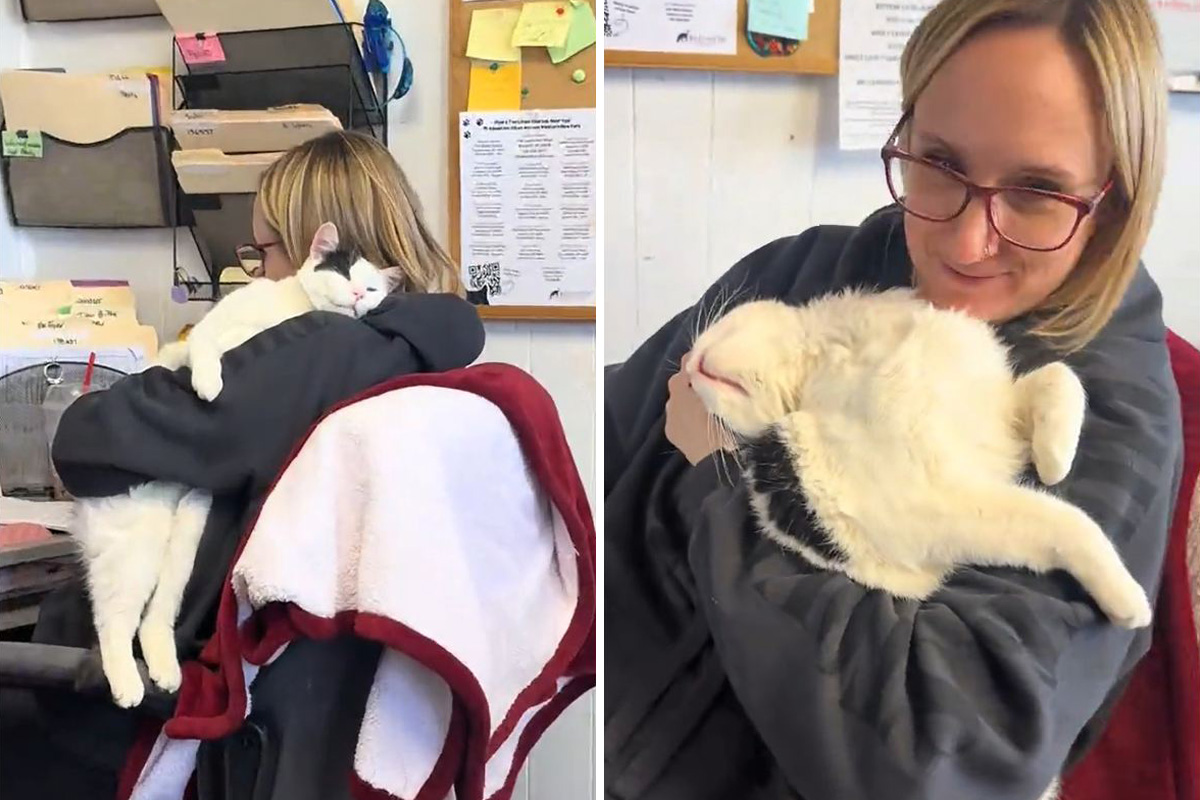 Kancelarijski mačak demonstrirao svoj radni dan: Način na koji Džasper pomaže zaposlenoj raspametio mreže