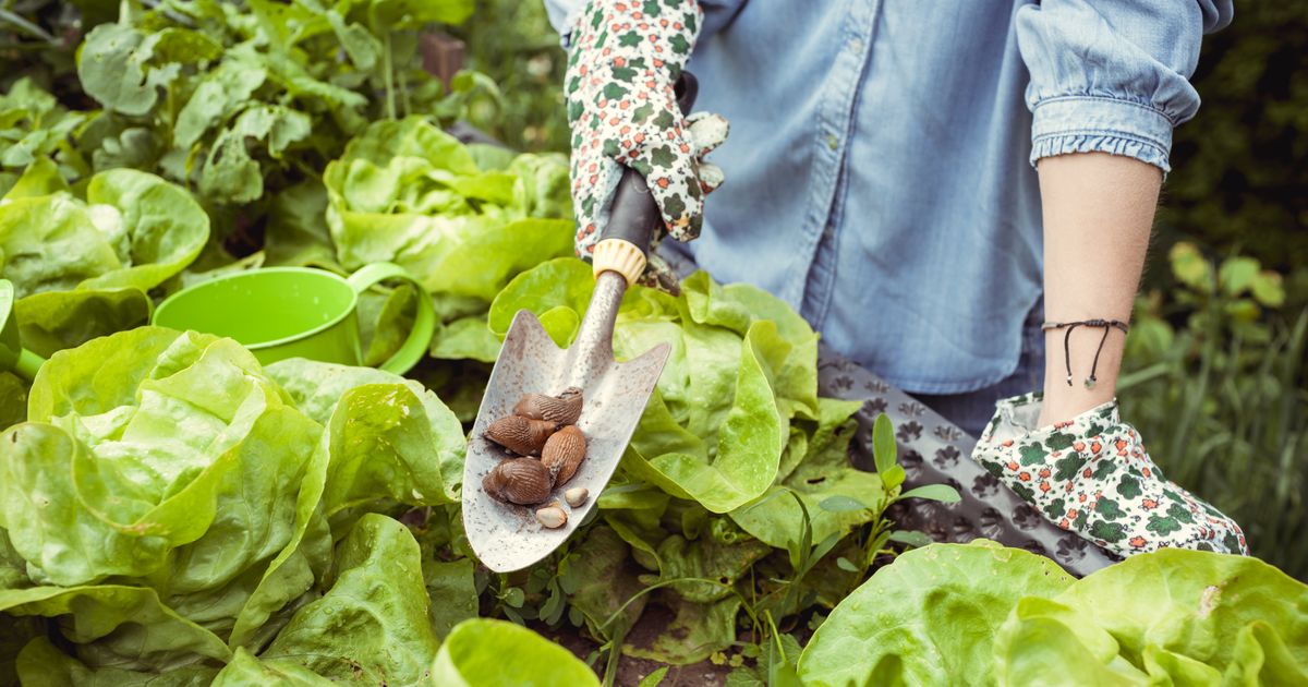 Puževi vam uništavaju baštu? Rešite ih se preko noći uz pomoć jednog sastojka iz frižidera