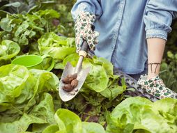 puževi, biljke, vrt, bašta, lišće