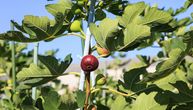 Jedna od omiljenih voćki u dvorištu može vam uništiti kuću: Evo kako da izbegnete katastrofu