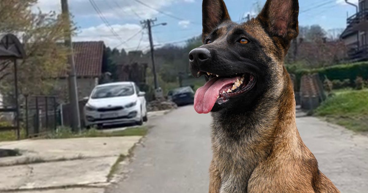 HOROR U SOPOTU: Pas unakazio dete (5) tokom igre! Vlasnik: 