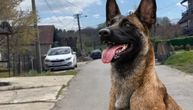 HOROR U SOPOTU: Pas unakazio dete (5) tokom igre! Vlasnik: "Ne znam šta mu je bilo, pas će biti uspavan"