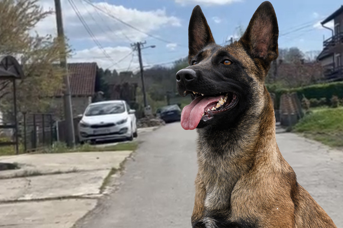 HOROR U SOPOTU: Pas unakazio dete (5) tokom igre! Vlasnik: "Ne znam šta mu je bilo, pas će biti uspavan"